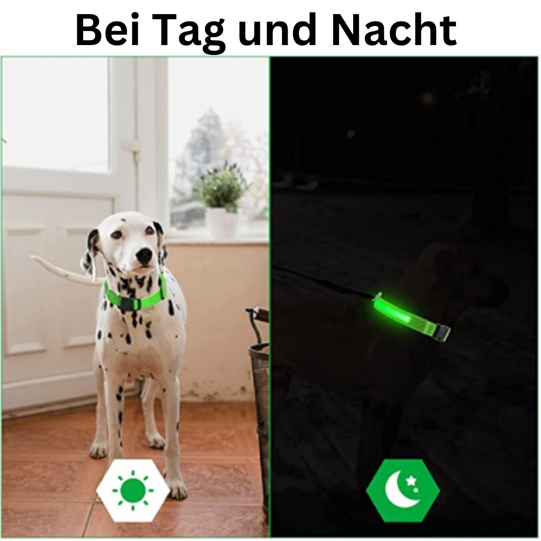 LED Hundehalsband